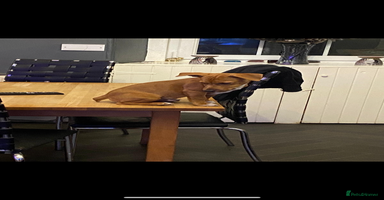 Jack Russell dogs - Advert 14