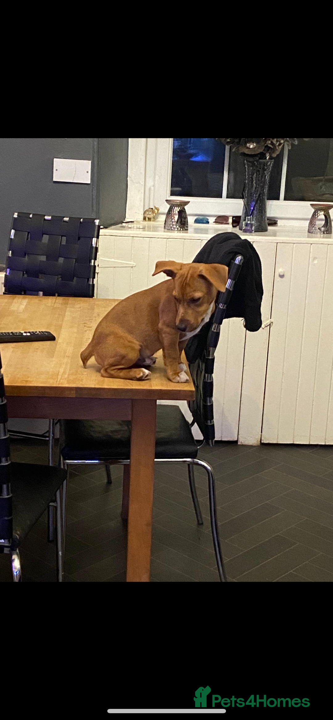 Jack Russell dogs for stud: Lionel Richie - Image 3