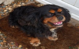 Cavalier King Charles Spaniel dogs for stud: Cavalier KC reg health tested proven stud  - Image 16