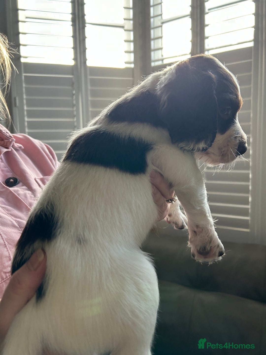 Sprocker dogs for sale: Sprocker puppies - Advert 4