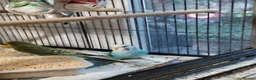 Budgerigars birds for sale: Beautiful baby budgies  - Advert 5