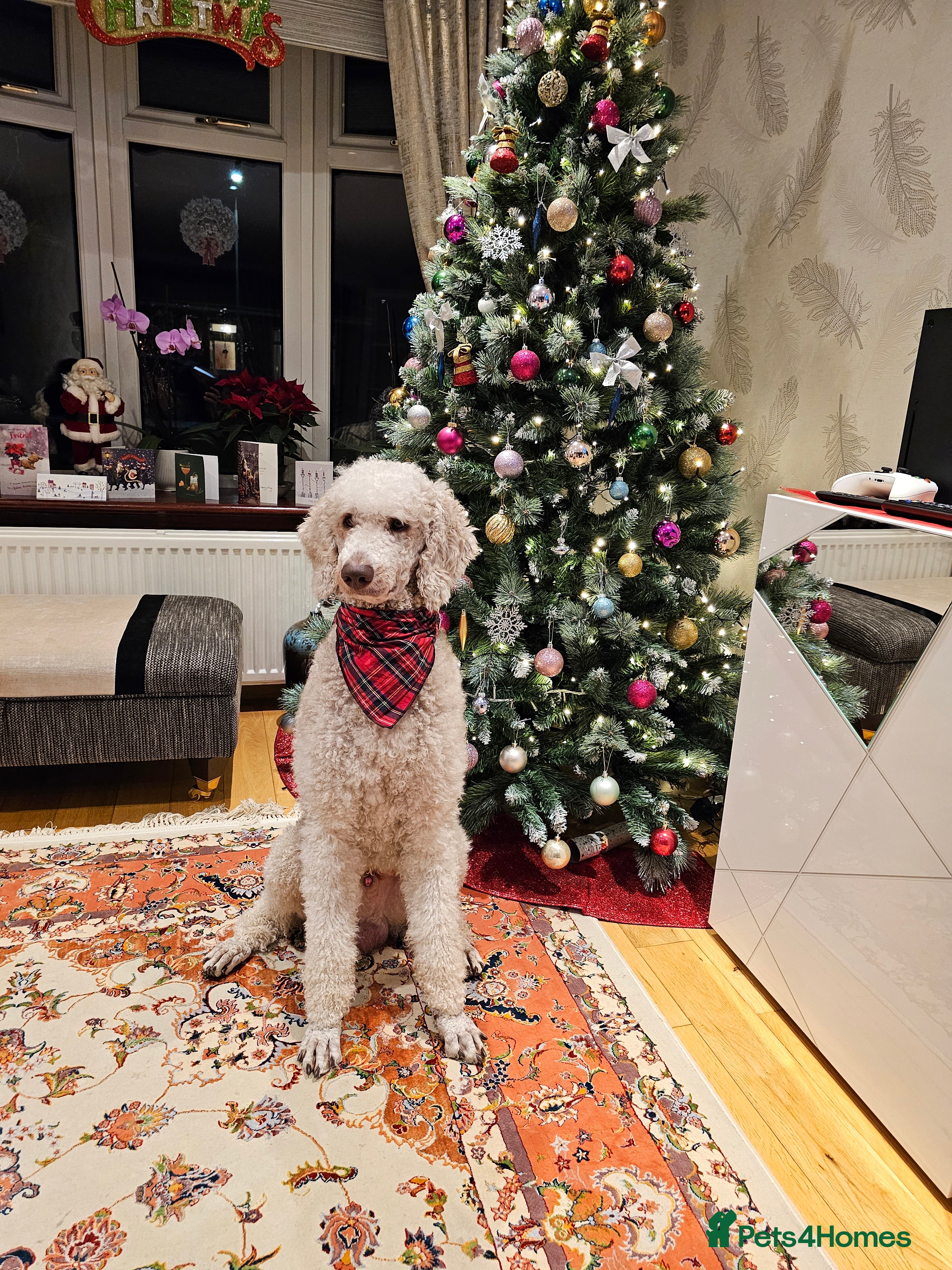 Standard Poodle dogs Standard Poodle for Stud - Advert 1