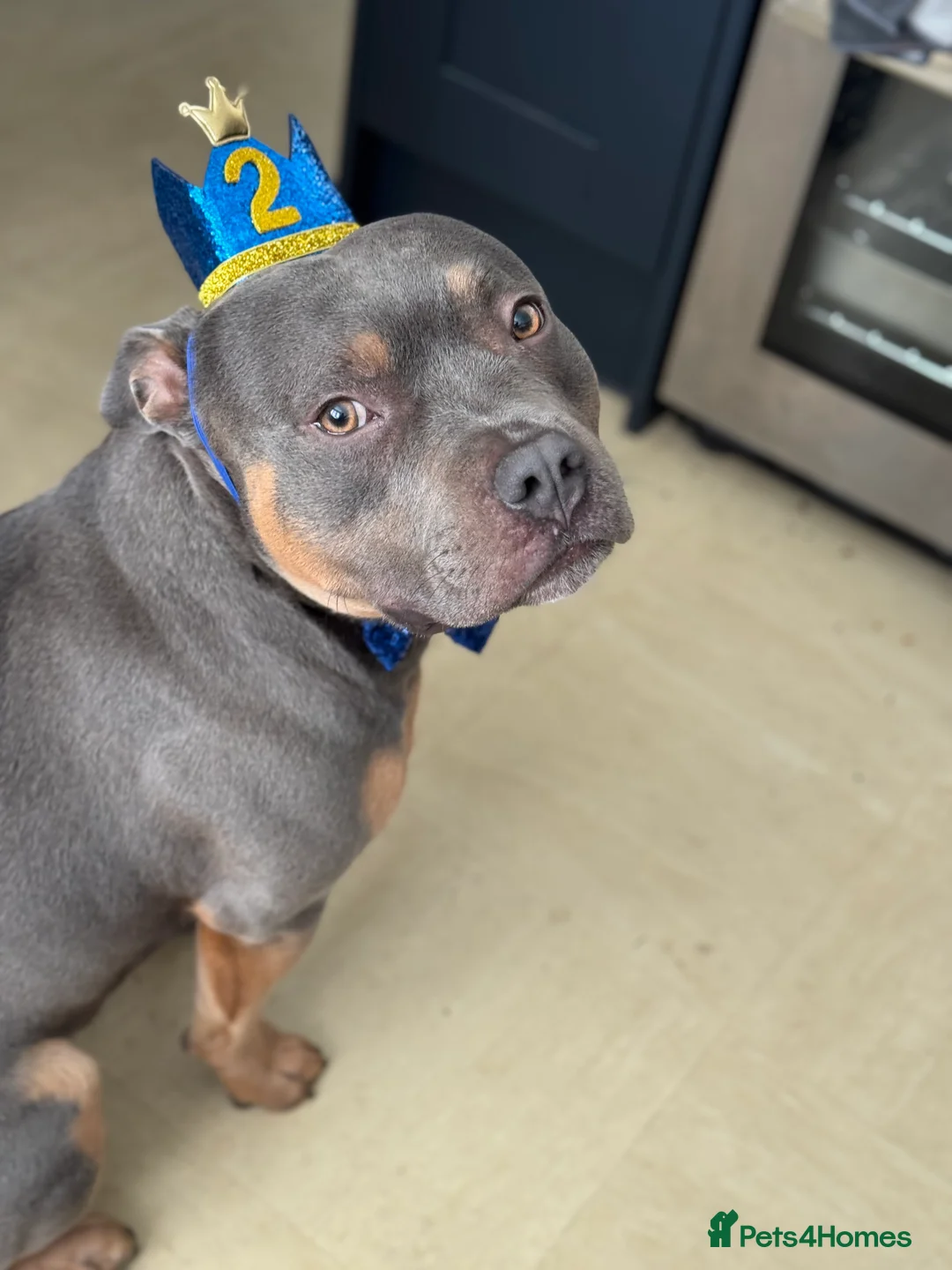 Staffordshire Bull Terrier dogs for stud: Bear the Tri-Colour Staffy - Advert 11