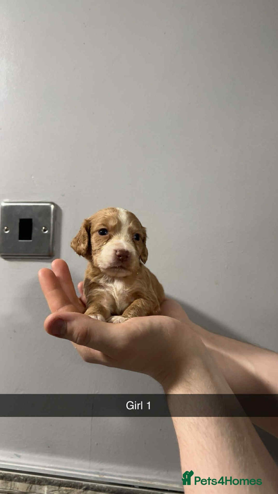 Cocker Spaniel dogs for sale: Cocker spaniel pups  - Image 3