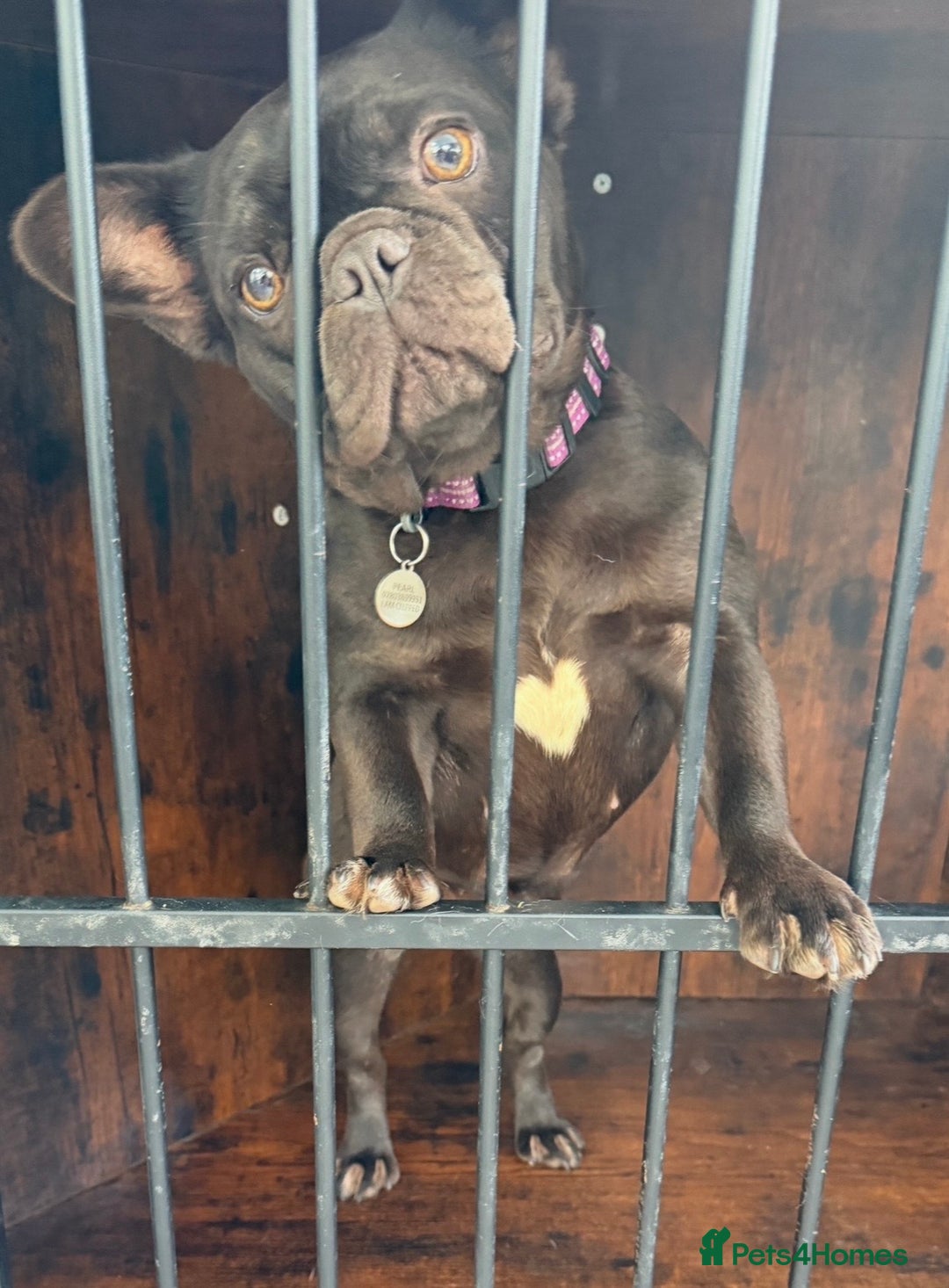 French Bulldog dogs for sale: Pearl, petite French bulldog with perfect heart - Advert 3