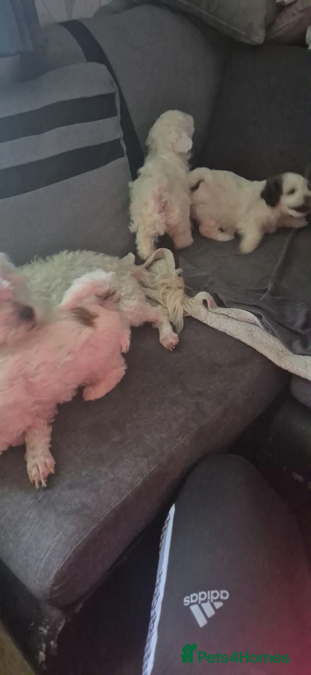 Bichon Frise dogs for sale:  Adorable Shichon Puppies – Ready Soon! - Advert 2
