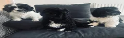 Mixed Breed dogs for sale:  Shihpoo x cavalier King Charles puppies for sale in Ramsgate - Advert 19