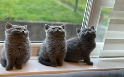British Shorthair cats for sale: Five cute and naughty kittens for sale - Image 16
