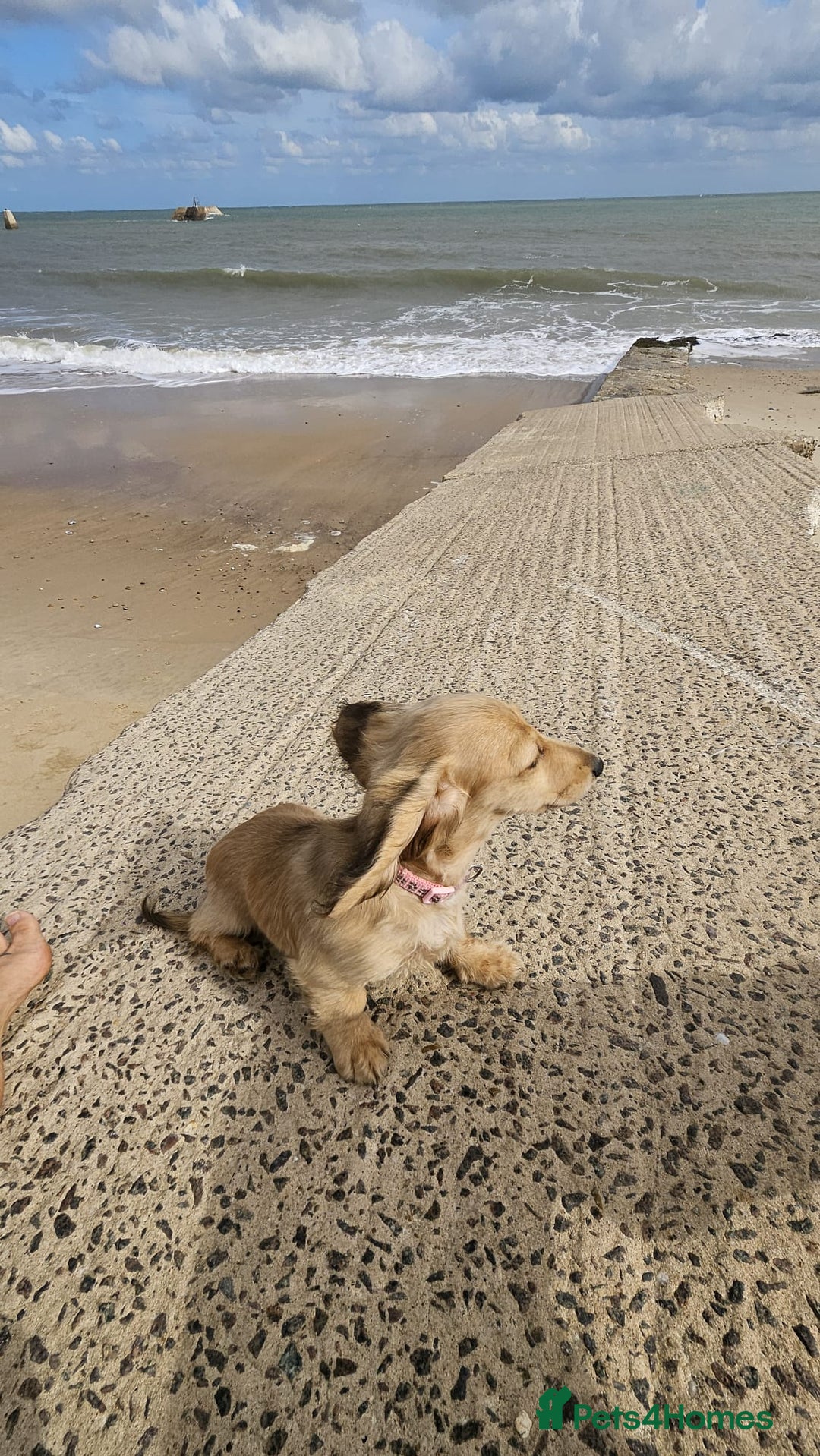 Dachshund dogs for sale: Cream boy and girl Miniature dachshund - Image 3