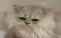 Persian cats for sale: Silver Chinchilla Persians Available! - Image 10