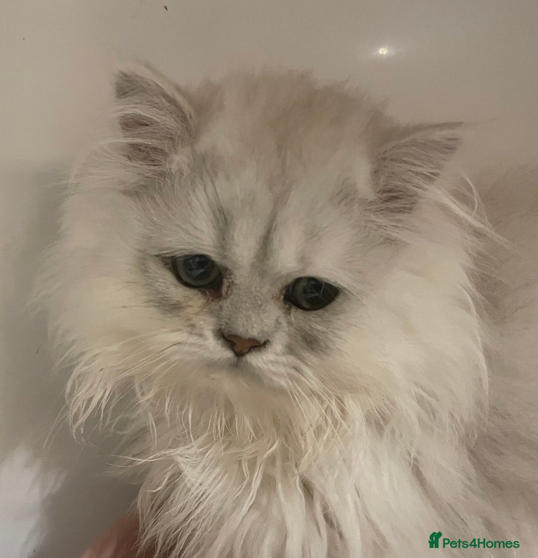 Persian cats for sale: Silver Chinchilla Persians Available! - Image 10