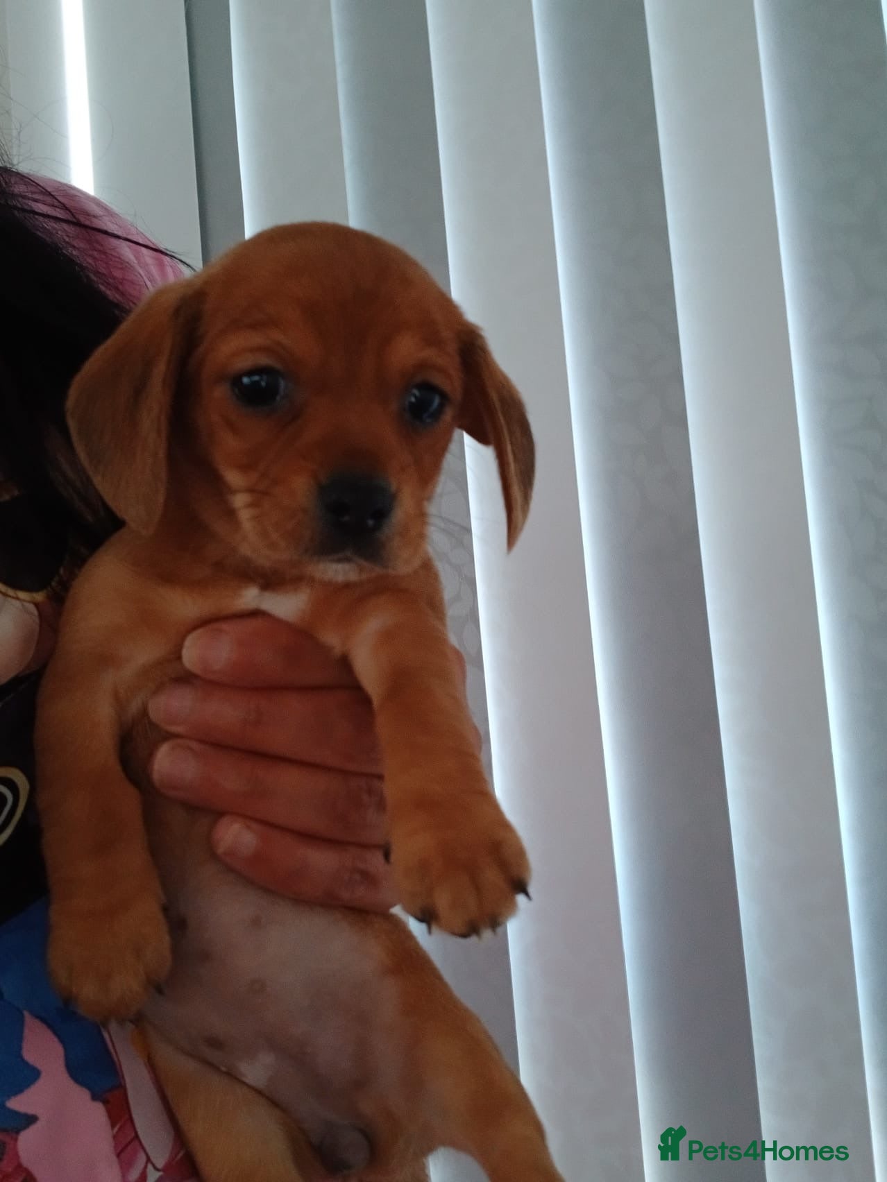 Chiweenie dogs Stunning chiweenies ready - Advert 2