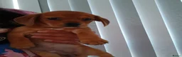 Chiweenie dogs for sale: Stunning chiweenies ready - Advert 4