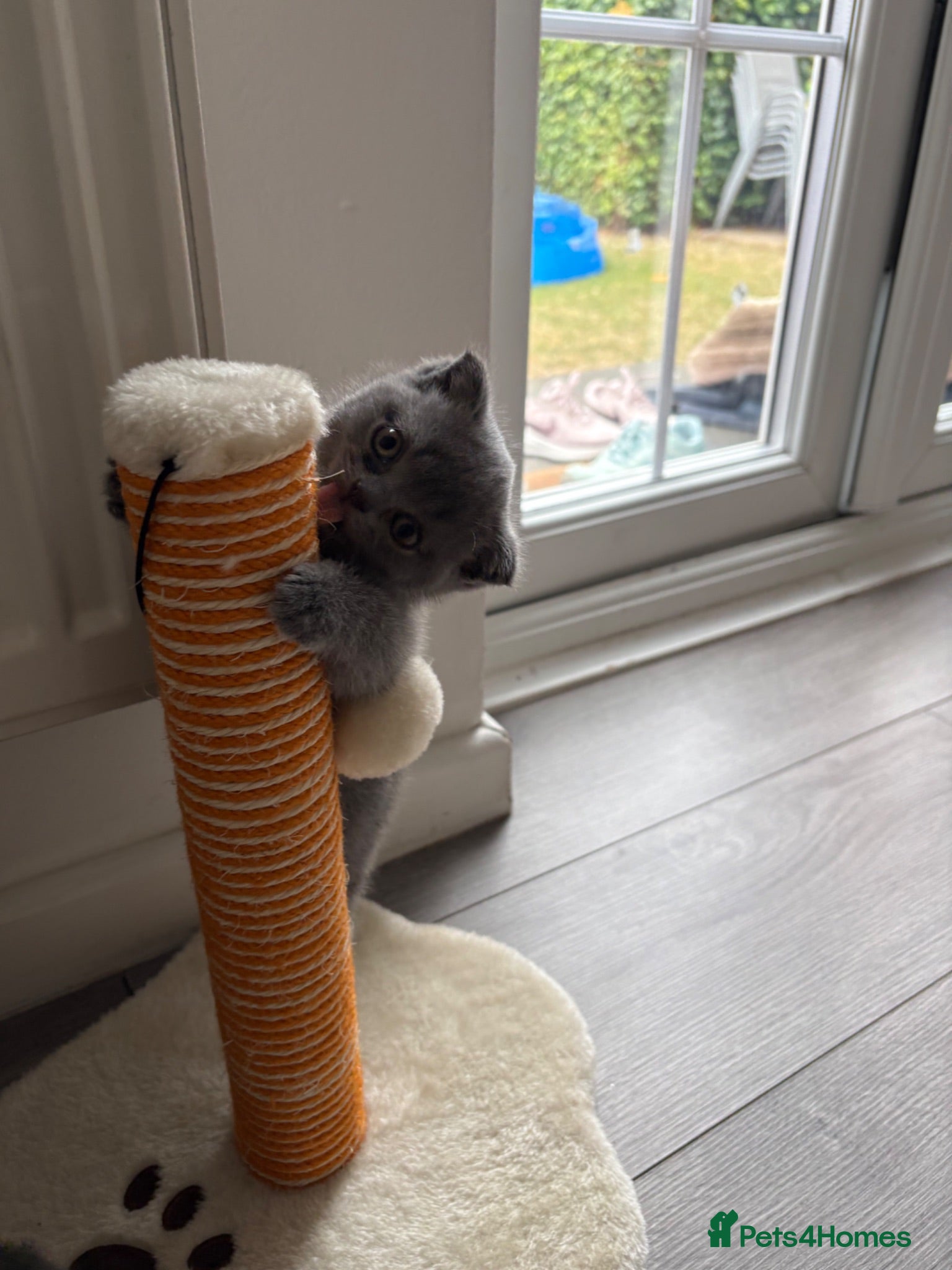 Scottish Fold cats Scottish fold for sale  - Advert 6