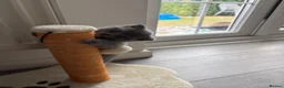 Scottish Fold cats for sale: Playful fluffy Scottish fold - Advert 9