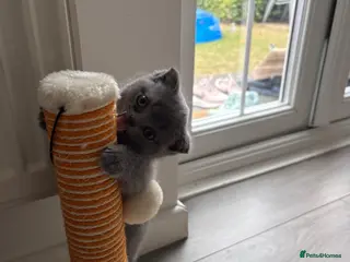 Scottish Fold cats Scottish fold for sale - Advert 6