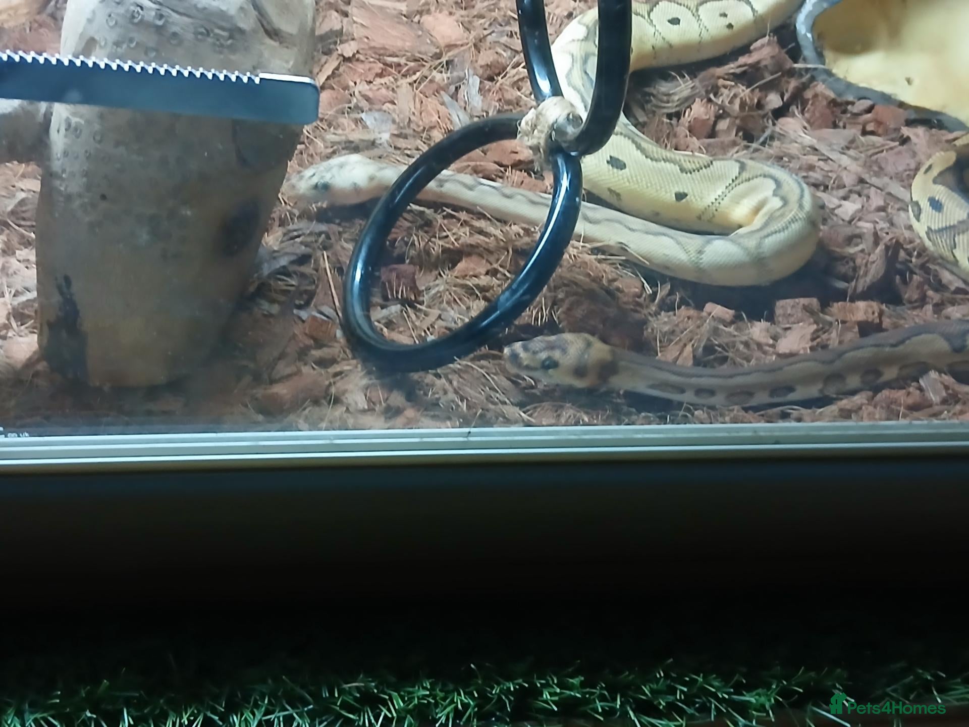 Python Snake reptiles Royal jackson python - Advert 1