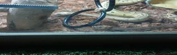Python Snake reptiles for sale: Royal jackson python - Advert 1