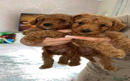 Toy Poodle dogs for sale: Toy poodles deep red.  1 GIRL LEFT! - Image 5