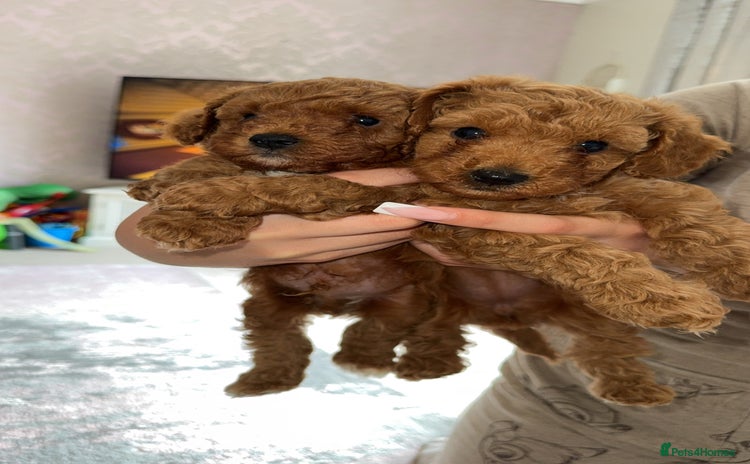 Toy Poodle dogs - Advert 4
