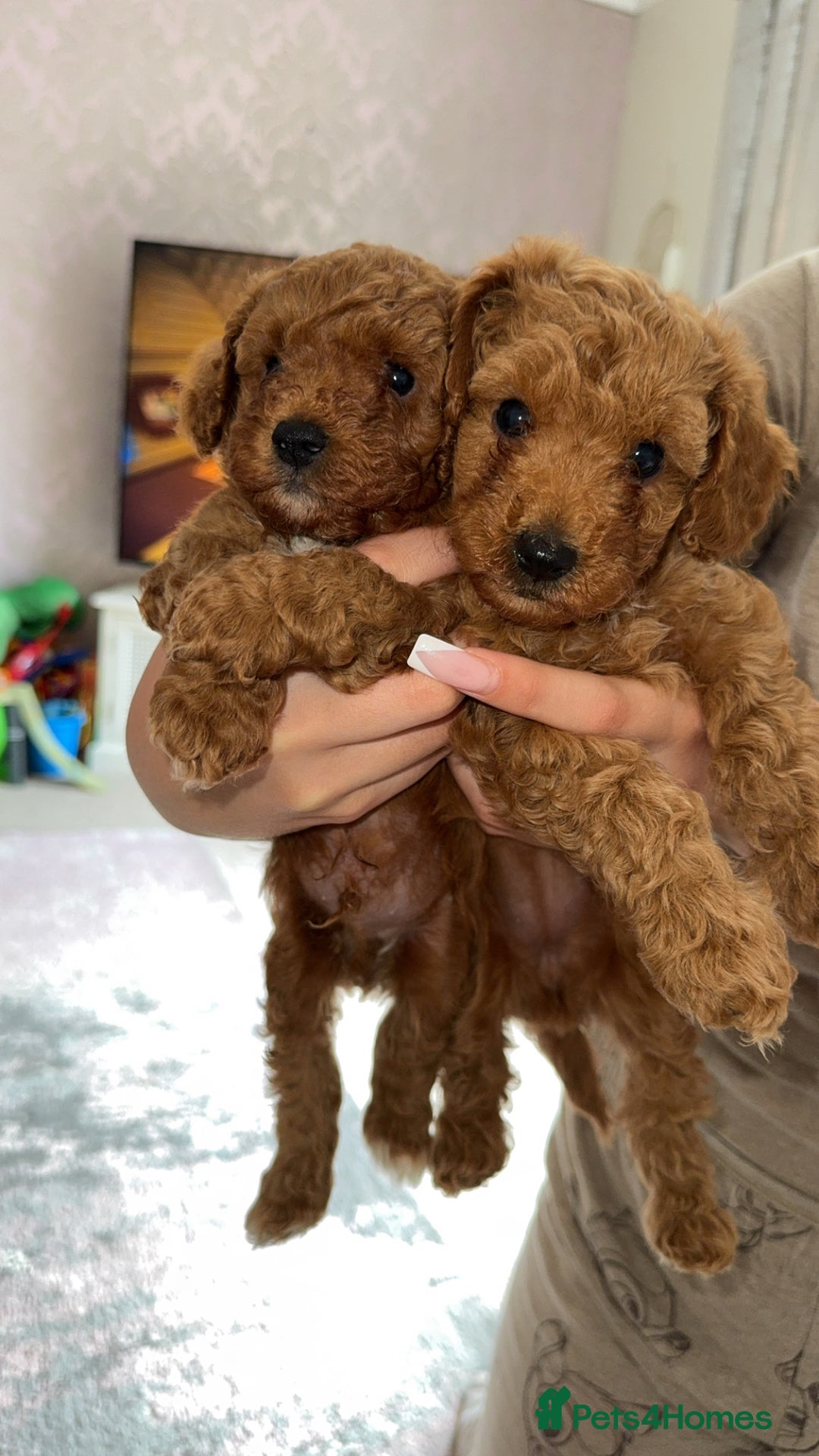 Toy Poodle dogs for sale: Toy poodles deep red.  1 GIRL LEFT! - Image 5
