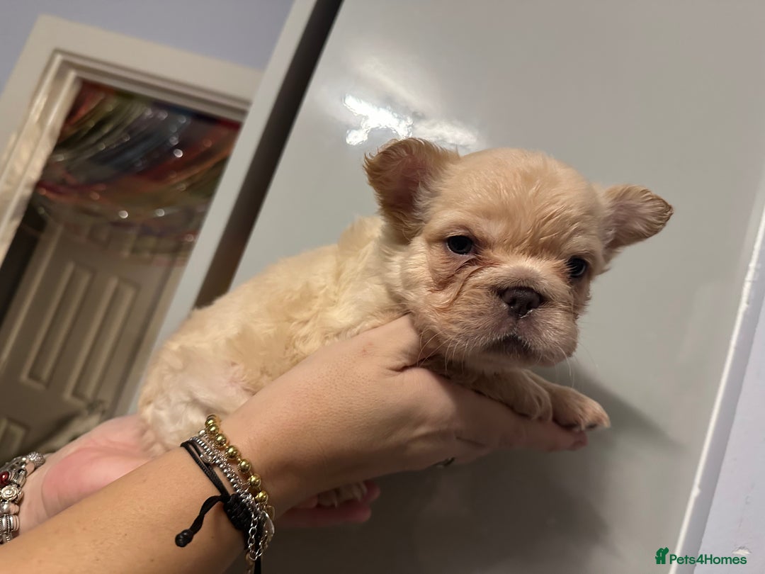 French Bulldog dogs for sale: French bulldogs - Advert 8