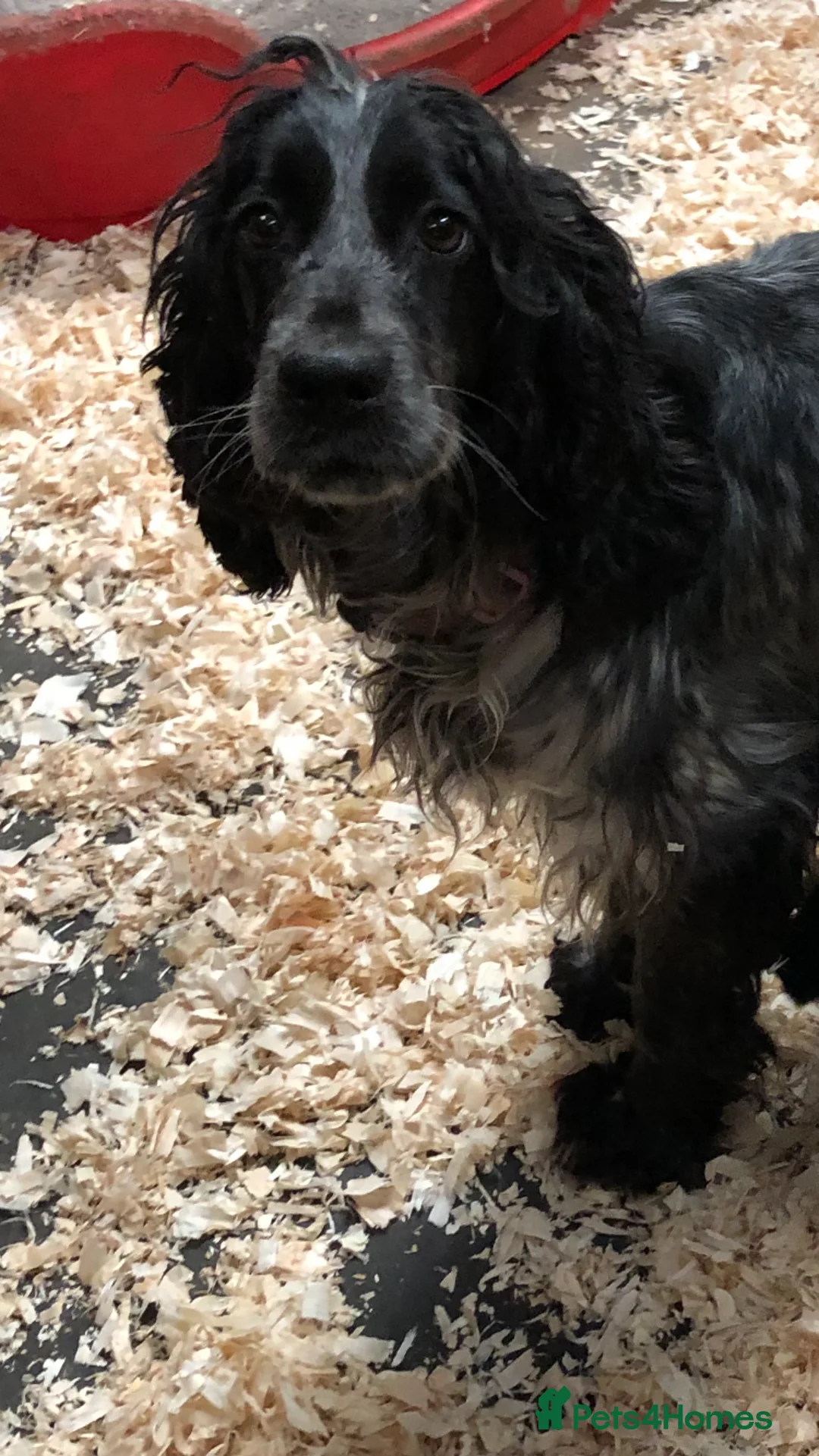 Cocker Spaniel dogs for adoption: Stunning cocker spaniel girl - Advert 3