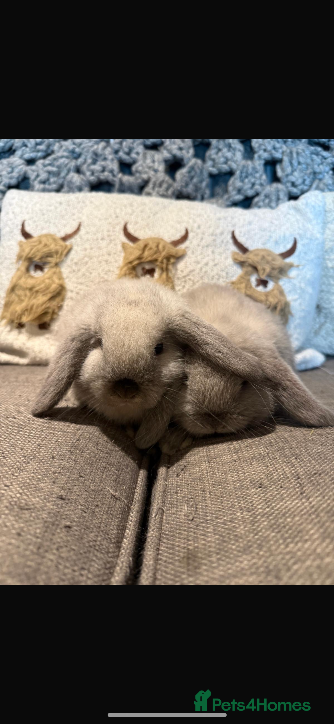 Mini Lop rabbits 2 Seal Point Lop bucks for sale  - Advert 21