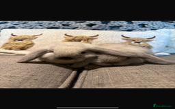 Mini Lop rabbits for sale: 2 Seal Point Lop bucks for sale  - Advert 1