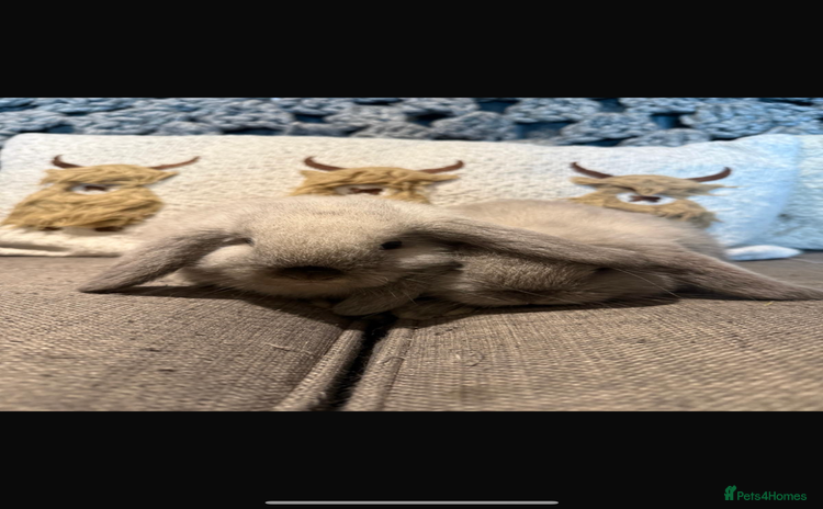 Mini Lop rabbits 2 Seal Point Lop bucks for sale  - Advert 1