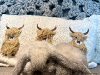 Mini Lop rabbits for sale: 2 Seal Point Lop bucks for sale - Advert 1