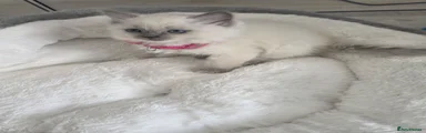 Ragdoll pink
