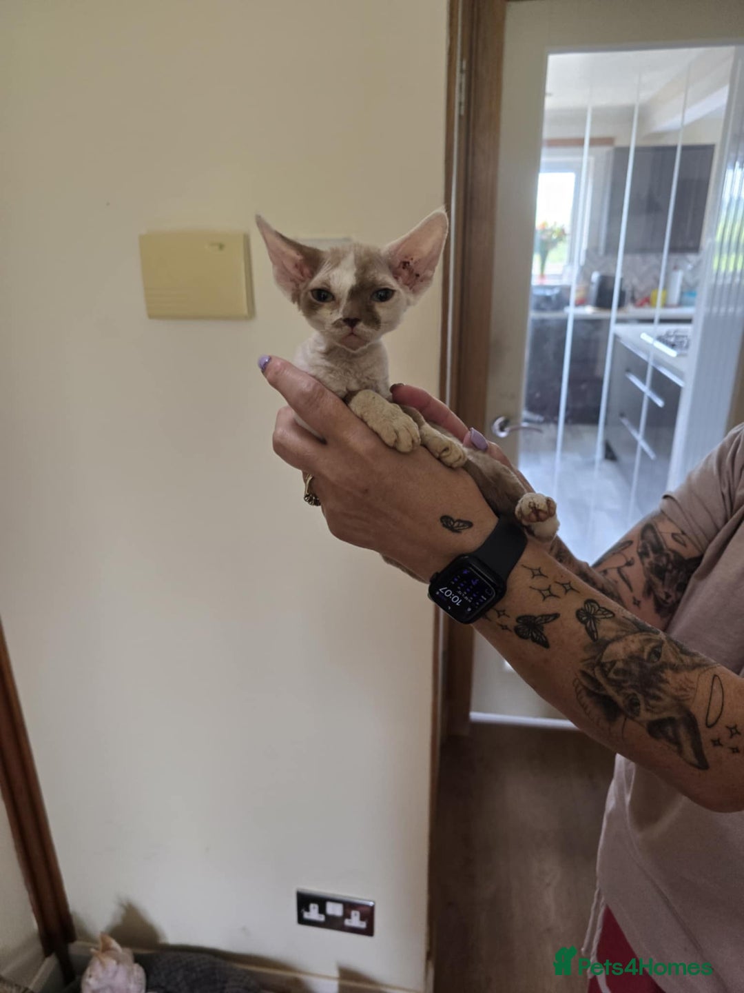 Devon Rex cats for sale: Devon Rex Kittens - Image 4