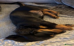 Dachshund dogs for sale: Stunning miniature long haired dachshund puppy  - Image 5