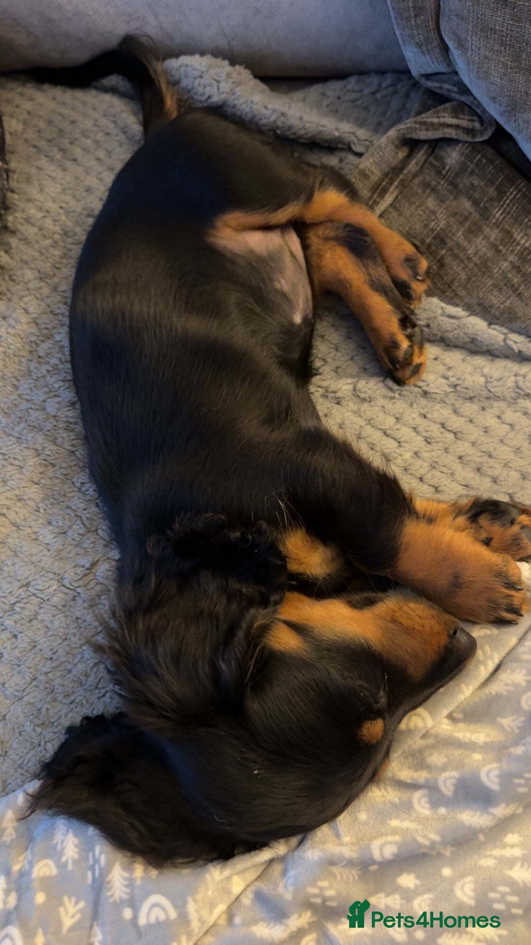 Dachshund dogs for sale: Stunning miniature long haired dachshund puppy  - Image 5
