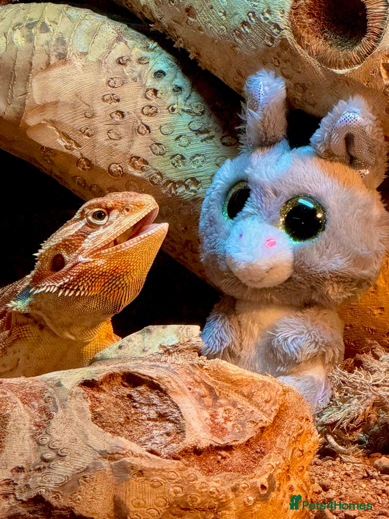 Bearded Dragon reptiles Bearded Dragon, Full Vivarium Set Up & Extras - Advert 1