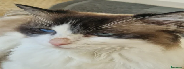 Willow