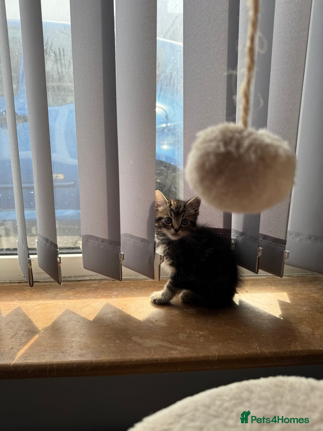 Mixed Breed cats for sale: 3 tabby kittens for sale  - Image 10