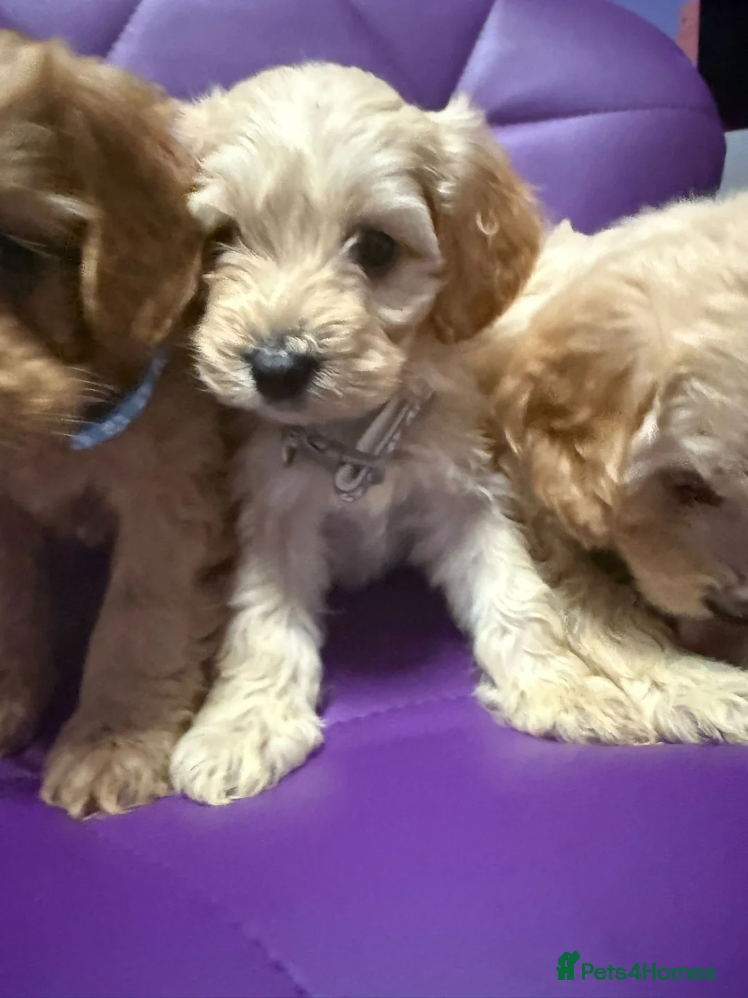 Cockapoo dogs for sale: Beautiful puppies  - Advert 22
