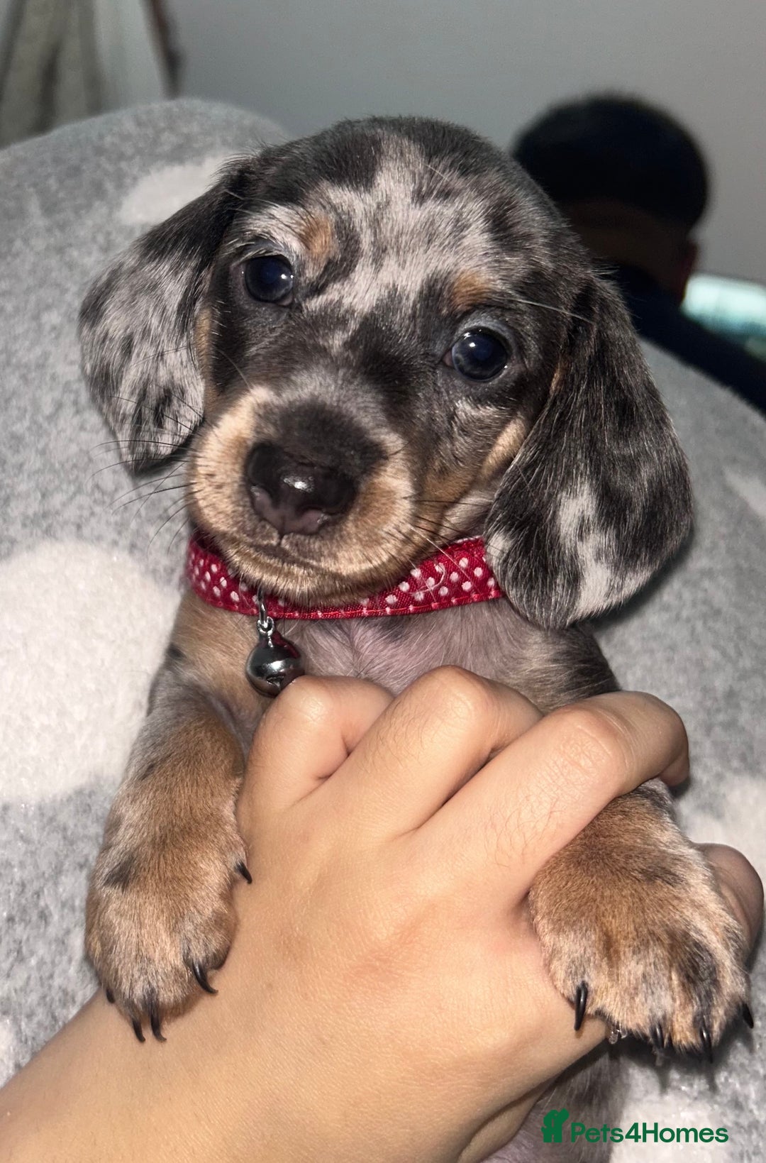 Dachshund dogs for sale: 🐾 Purebred Dachshund Puppies for Sale! 🐾 - Advert 7