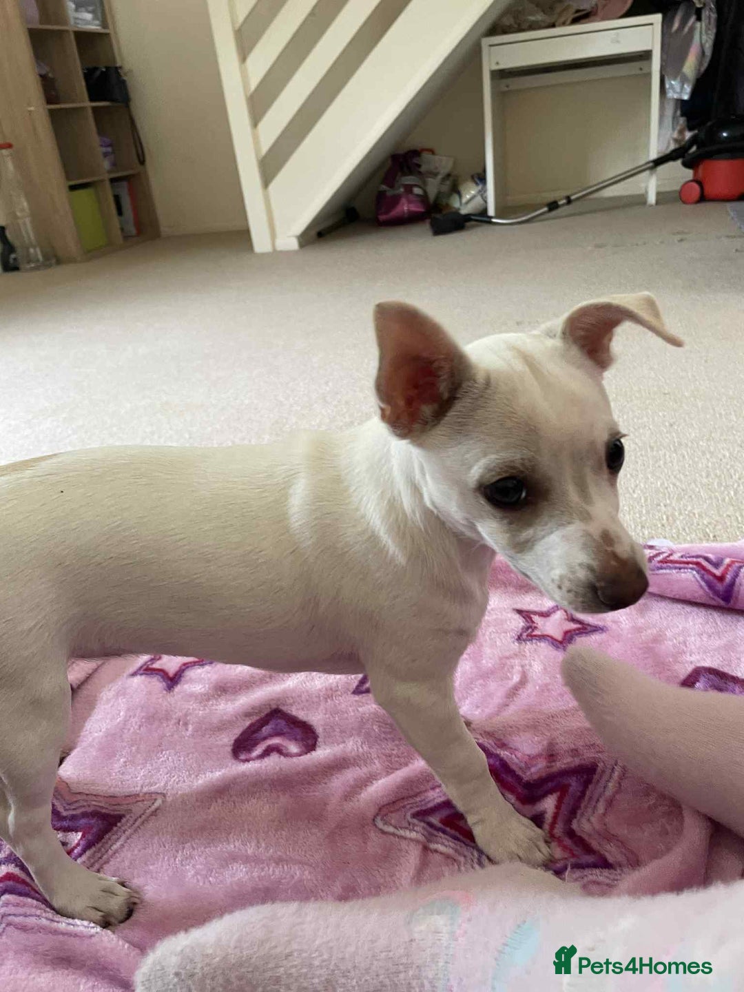 Mixed Breed dogs for sale: Little puppy looking new home  - Image 1