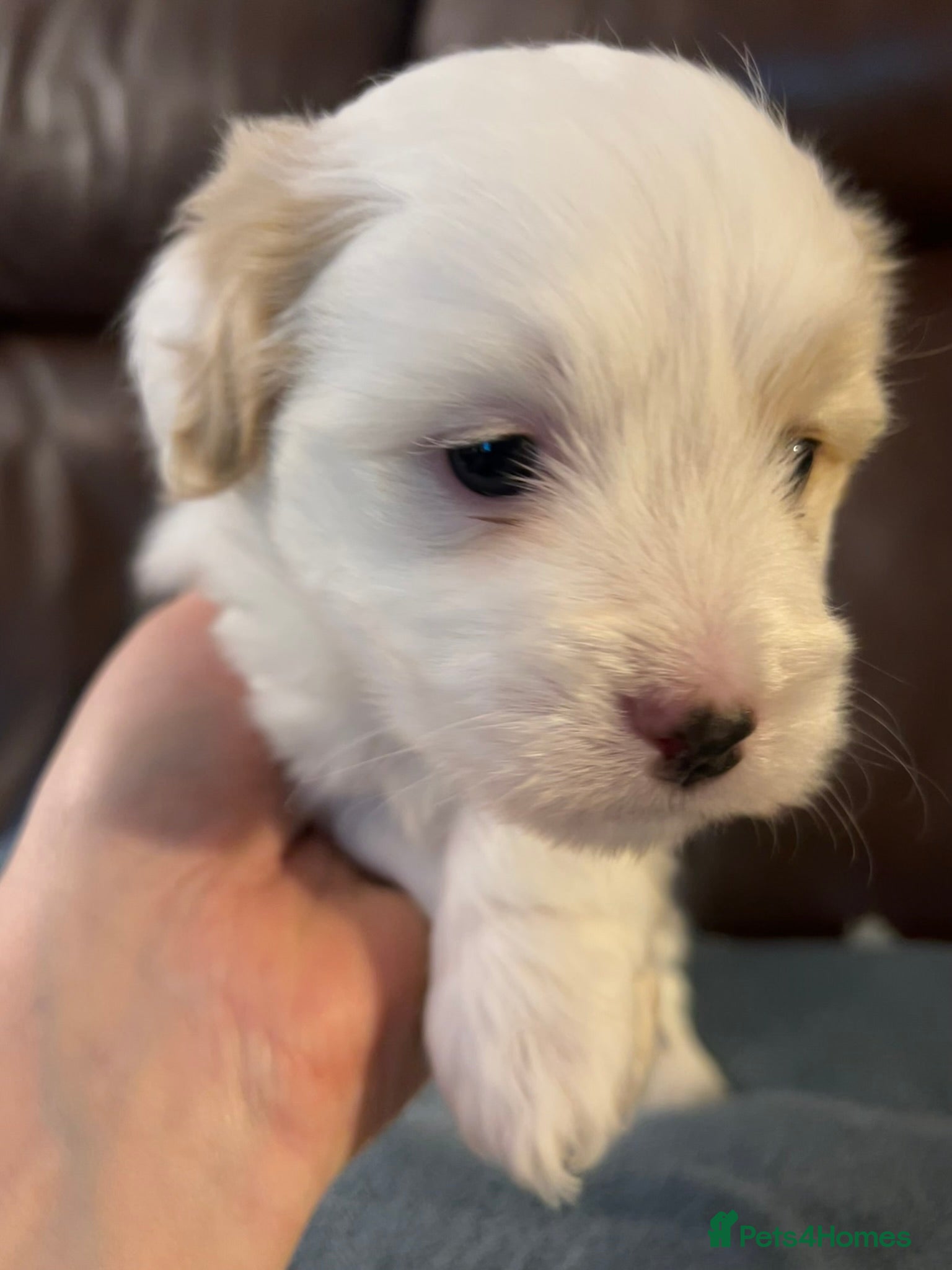 Coton De Tulear dogs KC reg Coton de Tulear Pups 1 boy, 3 girl - Advert 2