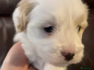 Coton De Tulear dogs KC reg Coton de Tulear Pups 1 boy, 3 girl - Advert 2