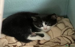Mixed Breed cats for sale: Kittens - £25- Mid Wales - Image 7