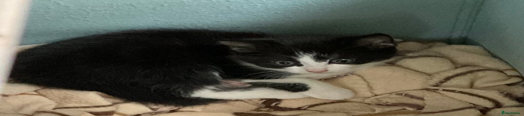 Mixed Breed Kitten 3