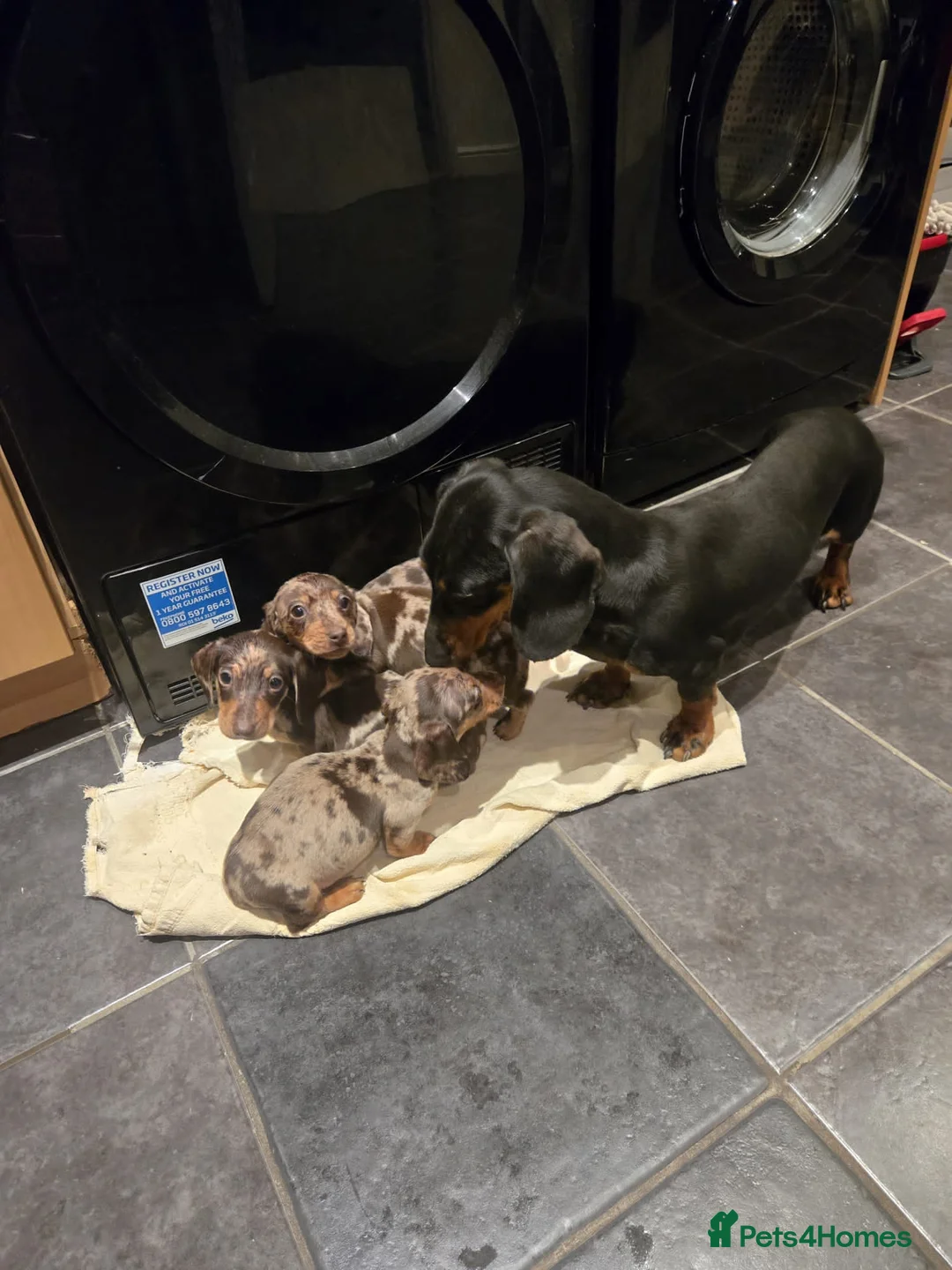 Dachshund dogs for sale: Beautiful miniature Dachshund babies  in Barnsley - Advert 2