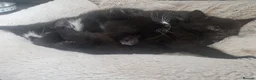 Mixed Breed cats for sale: Three gorgeous kittens! 🐾 - Advert 8