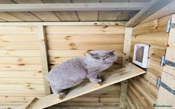 British Shorthair cats for sale:  🦁 Stunning Registered BSH /BLH Champion Lines 🦁 - Image 20