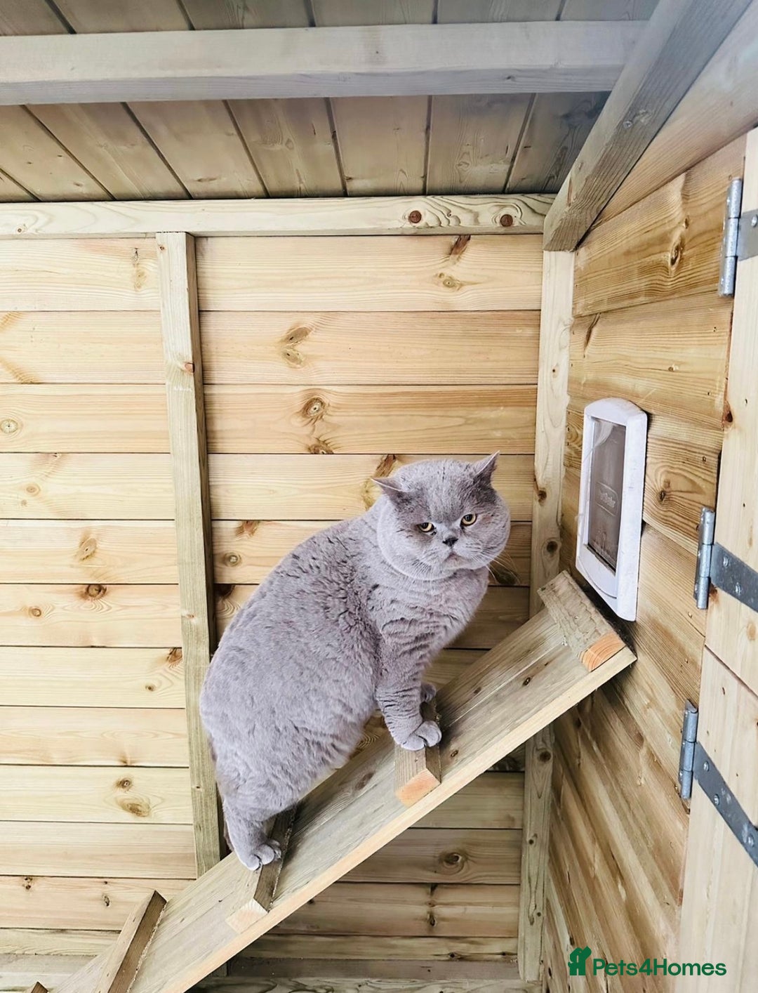 British Shorthair cats for sale:  🦁 Stunning Registered BSH /BLH Champion Lines 🦁 - Image 20