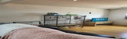 Cockatiels birds for sale: Male and female cockatiels  in Preston - Advert 1